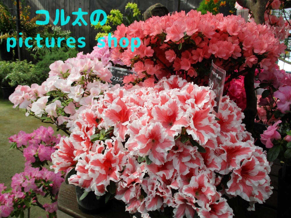 アザレアのある風景①10枚・1セット