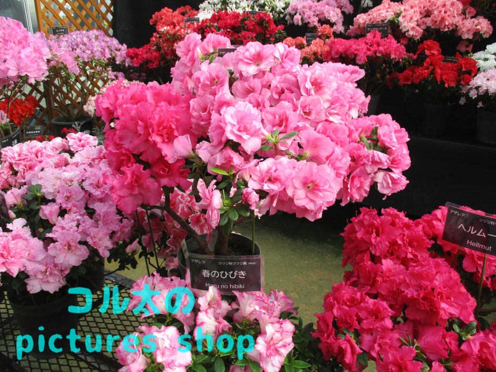 アザレアのある風景①10枚・1セット