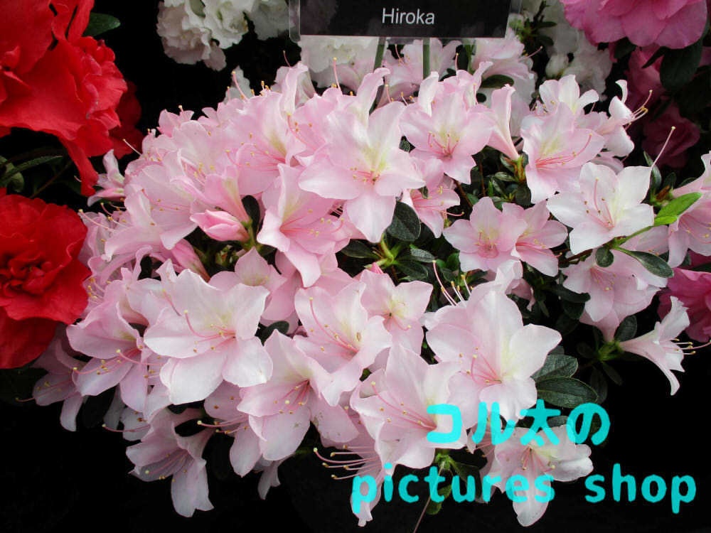 アザレアのある風景①10枚・1セット