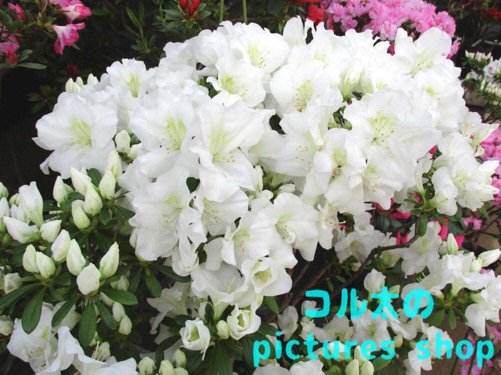 アザレアのある風景①10枚・1セット