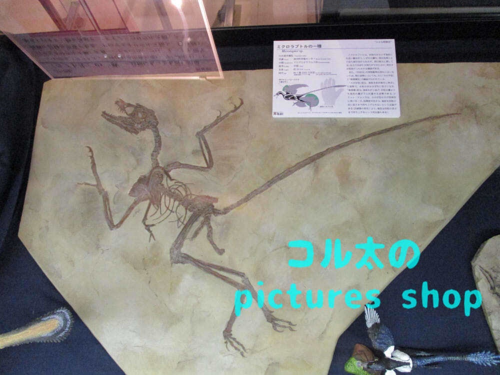 恐竜の骨格①10枚・1セット