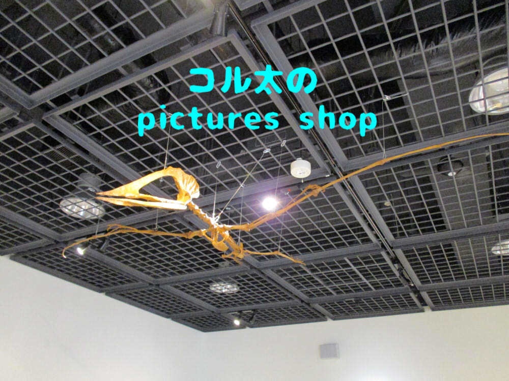 恐竜の骨格①10枚・1セット