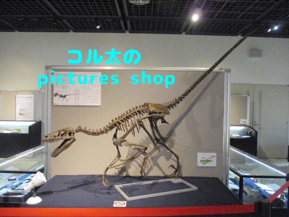 恐竜の骨格①10枚・1セット