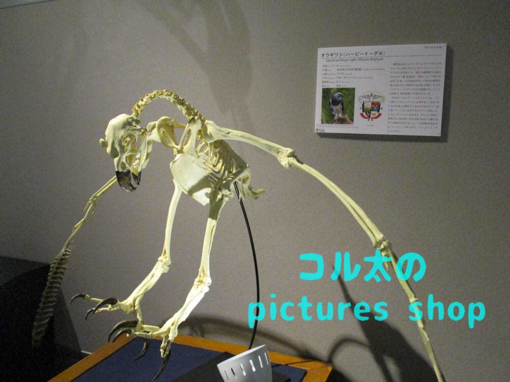 恐竜の骨格①10枚・1セット