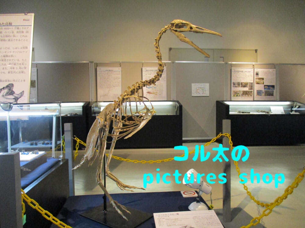 恐竜の骨格①10枚・1セット