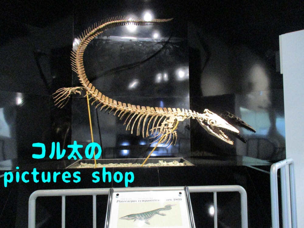 恐竜の骨格①10枚・1セット