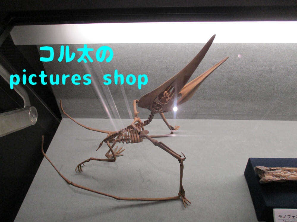 恐竜の骨格①10枚・1セット