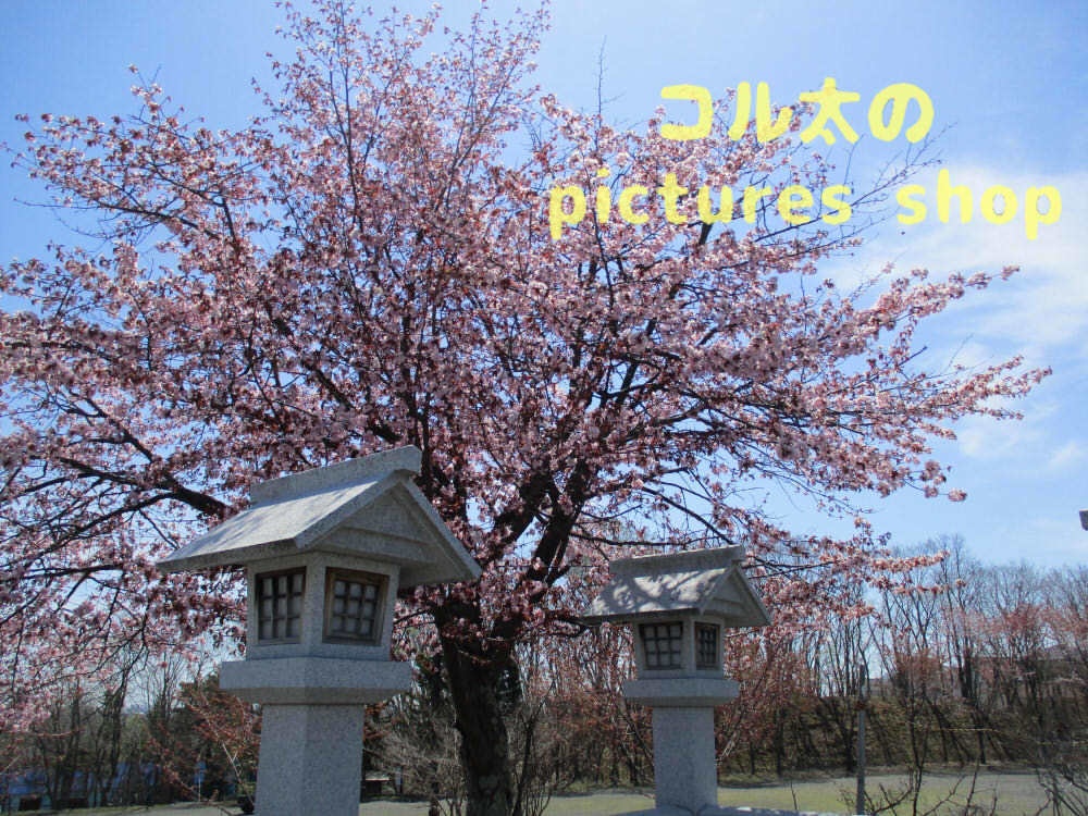 桜と神社 10枚・1セット