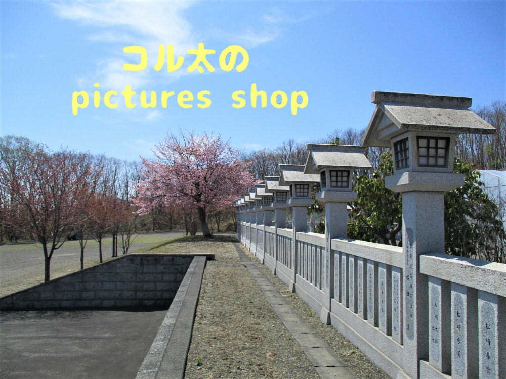 桜と神社 10枚・1セット