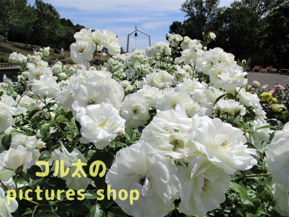 バラの庭園12枚・1セット