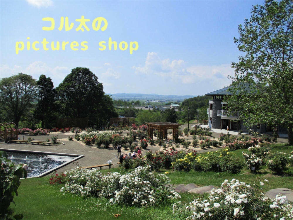 バラの庭園12枚・1セット