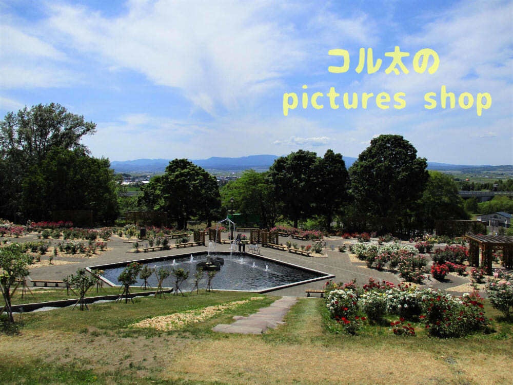 バラの庭園12枚・1セット