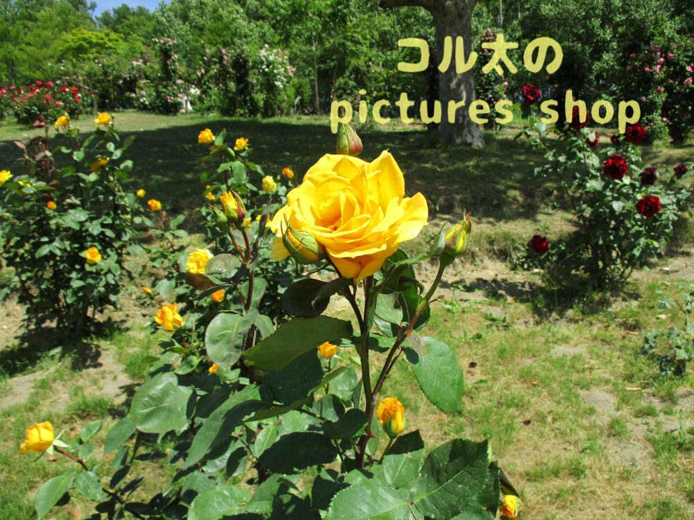 バラの庭園12枚・1セット