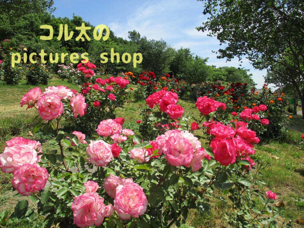 バラの庭園12枚・1セット