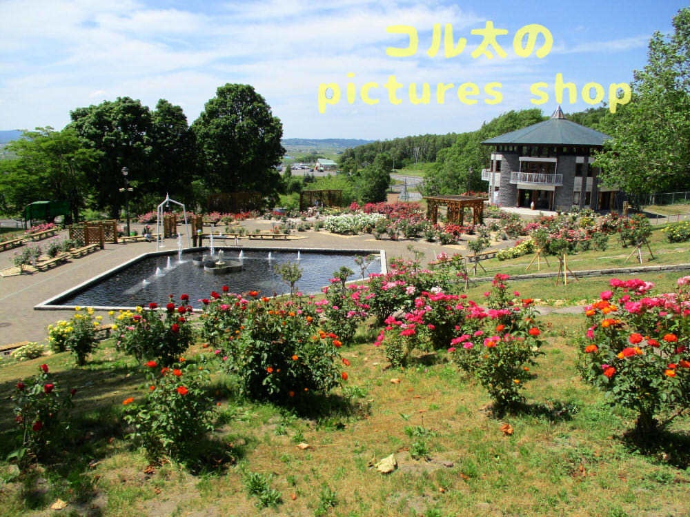 バラの庭園12枚・1セット