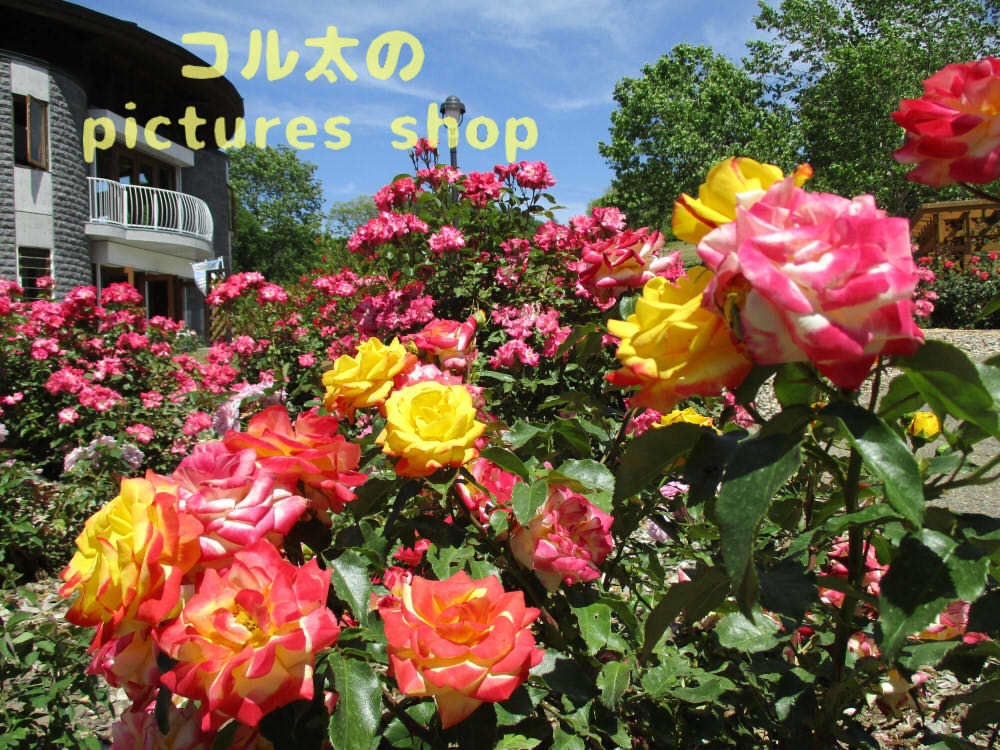 バラの庭園12枚・1セット