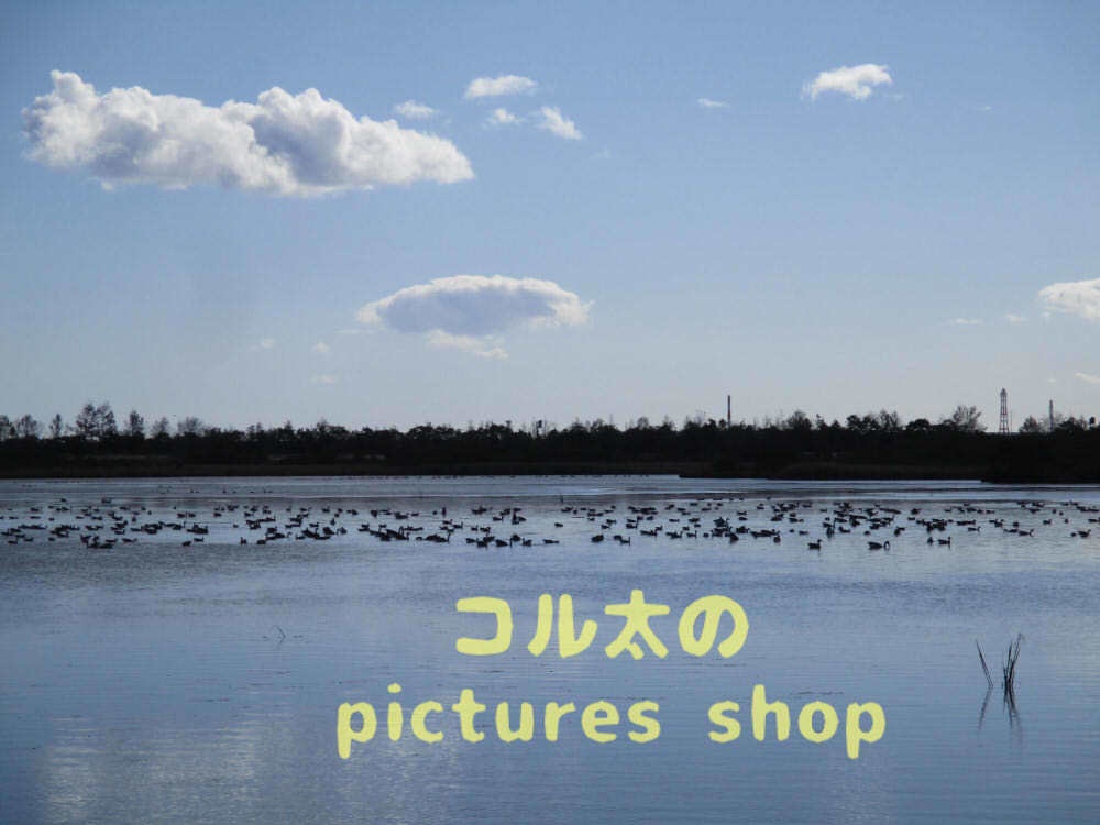 ウトナイ湖・秋①10枚・1セット
