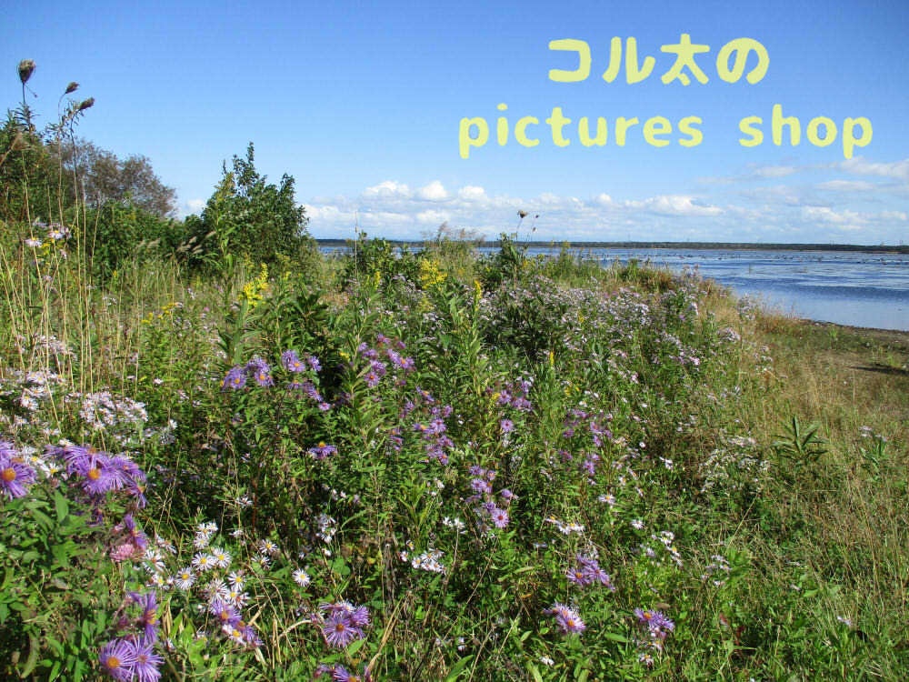 ウトナイ湖・秋①10枚・1セット