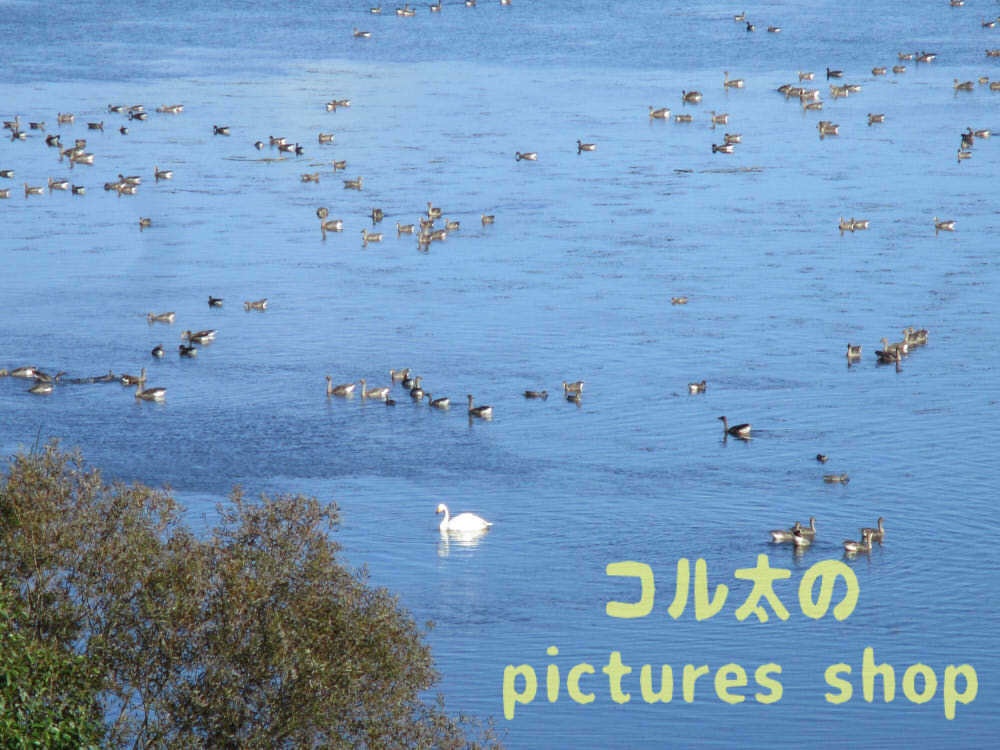 ウトナイ湖・秋①10枚・1セット