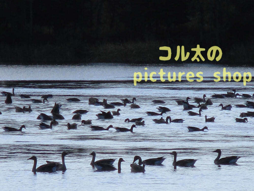 ウトナイ湖・秋①10枚・1ｾｯﾄ