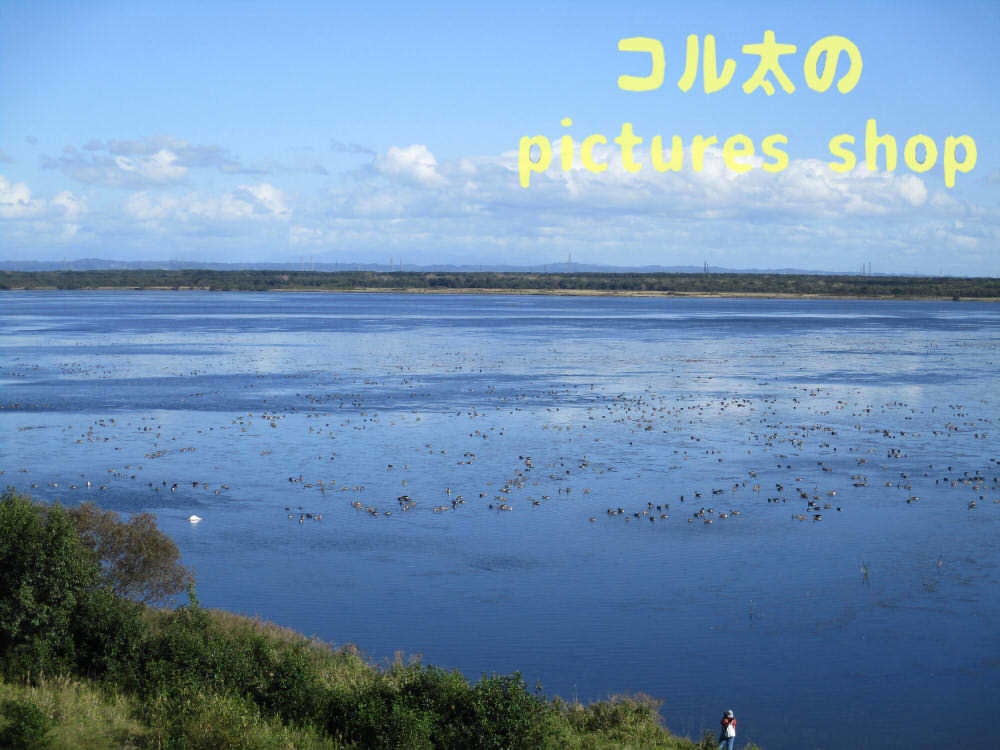 ウトナイ湖・秋①10枚・1セット