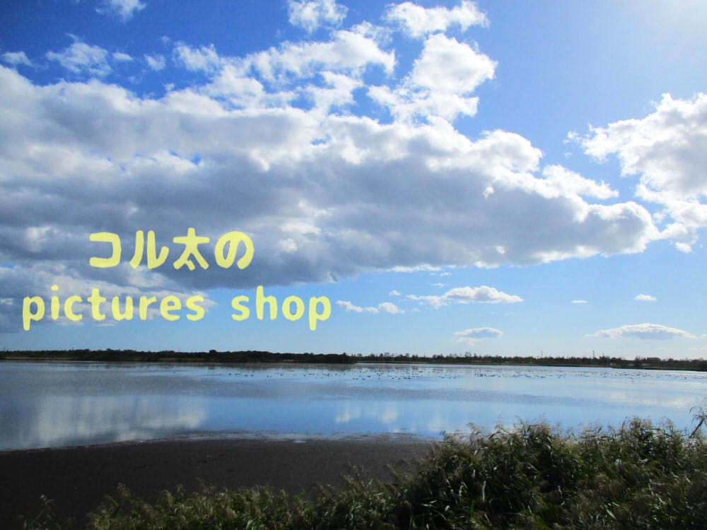 ウトナイ湖・秋①10枚・1セット