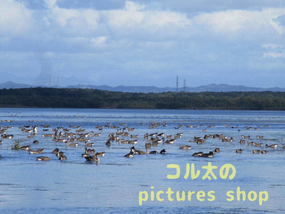 ウトナイ湖・秋①10枚・1セット