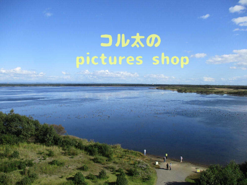 ウトナイ湖・秋①10枚・1セット