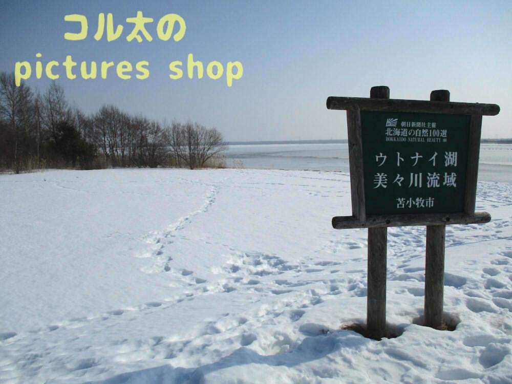 ウトナイ湖・冬①10枚・1セット