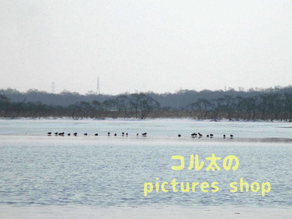 ウトナイ湖・冬①10枚・1セット