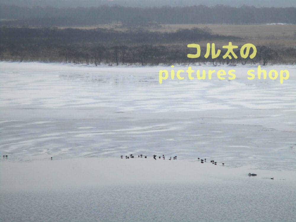 ウトナイ湖・冬①10枚・1セット
