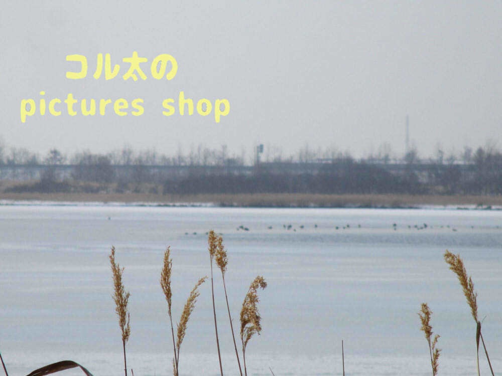 ウトナイ湖・冬①10枚・1セット