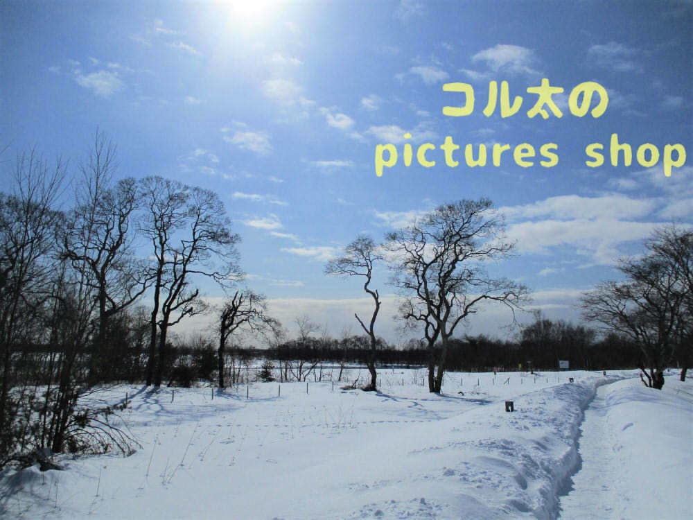 ウトナイ湖・冬①10枚・1セット