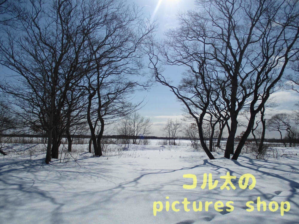 ウトナイ湖・冬①10枚・1セット