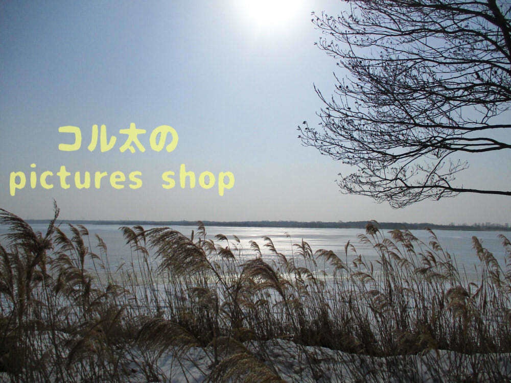 ウトナイ湖・冬①10枚・1セット