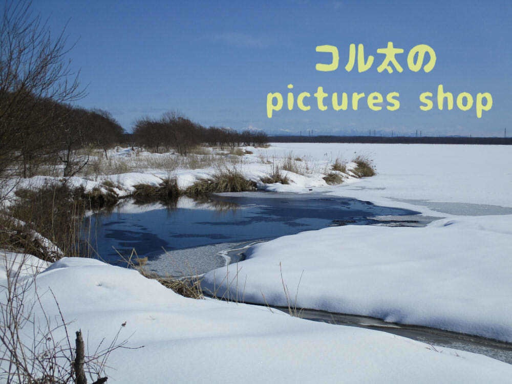 ウトナイ湖・冬①10枚・1セット