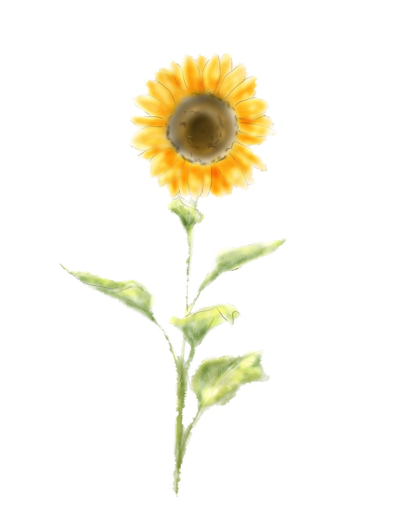 【素材＊material】向日葵＊sunflower　PNG透過済み