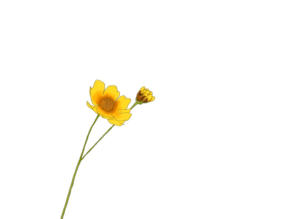 【PNG素材】四季の花特集 〜4つの花束〜 朝顔・ルドベキア・コスモス・向日葵 morning glory / rudbeckia / cosmos / sunflower