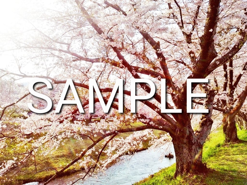 桜