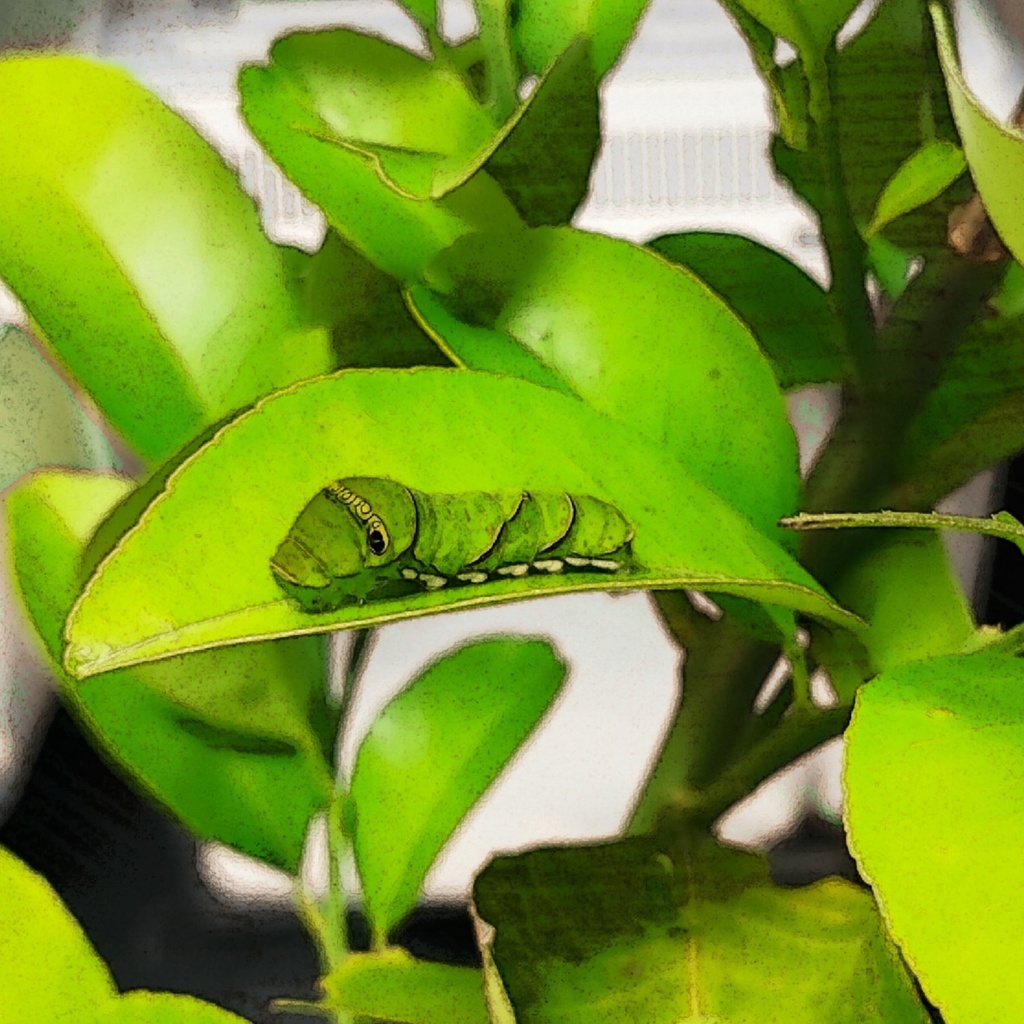 ナミアゲハ幼虫メガネ拭き①