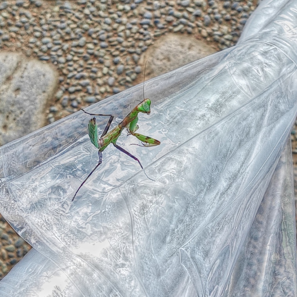 ハラビロカマキリメガネ拭き