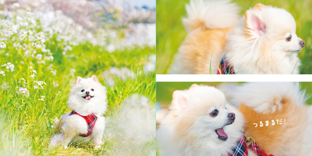 鶴丸国永写真集「 ふわふわ 」