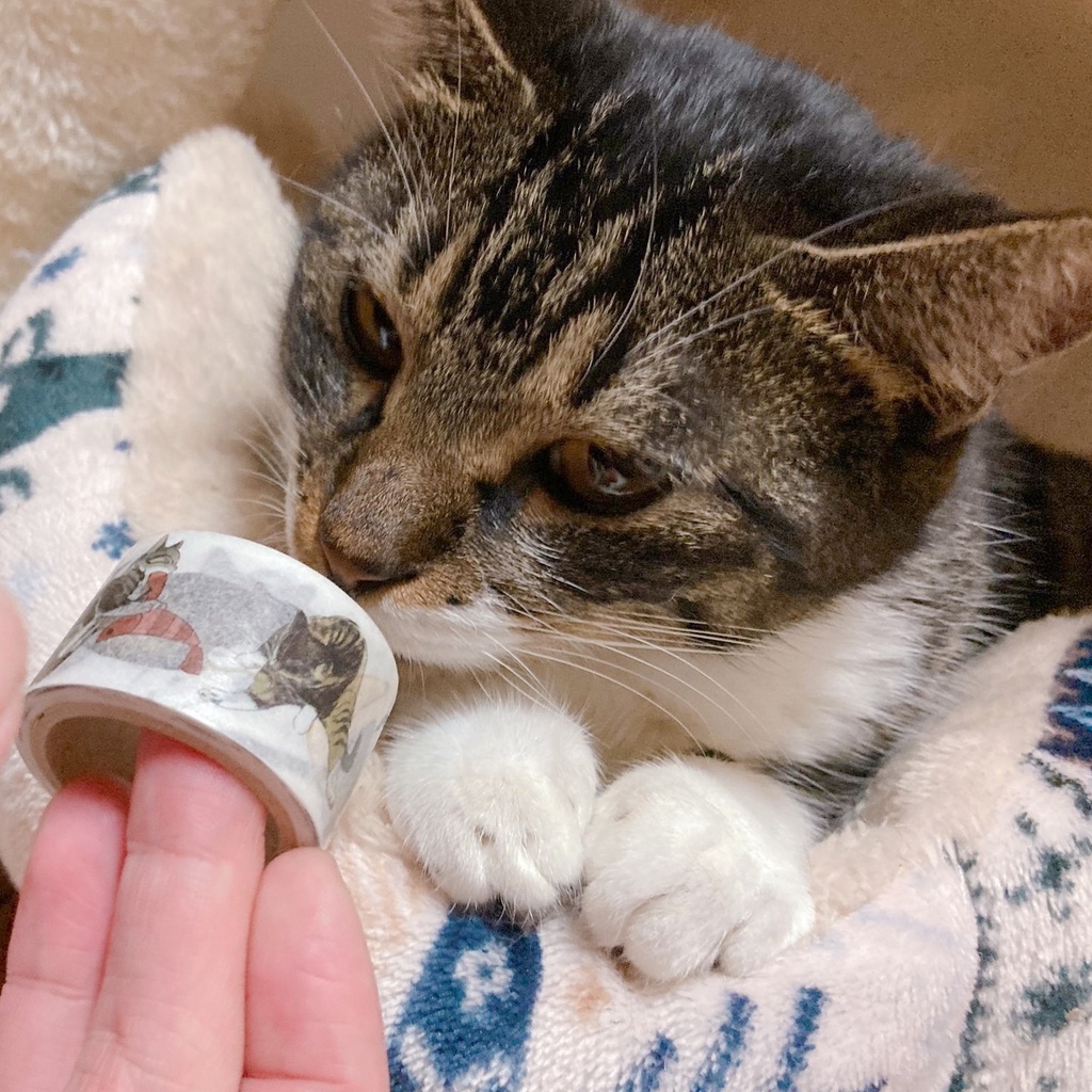 碧玉ちゃんマスキングテープ