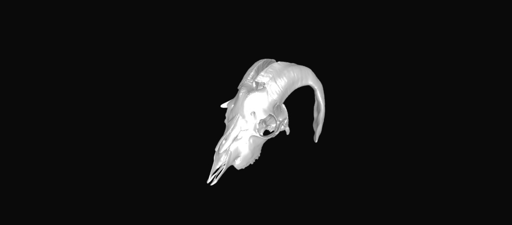 Ram Skull 雄羊の頭蓋