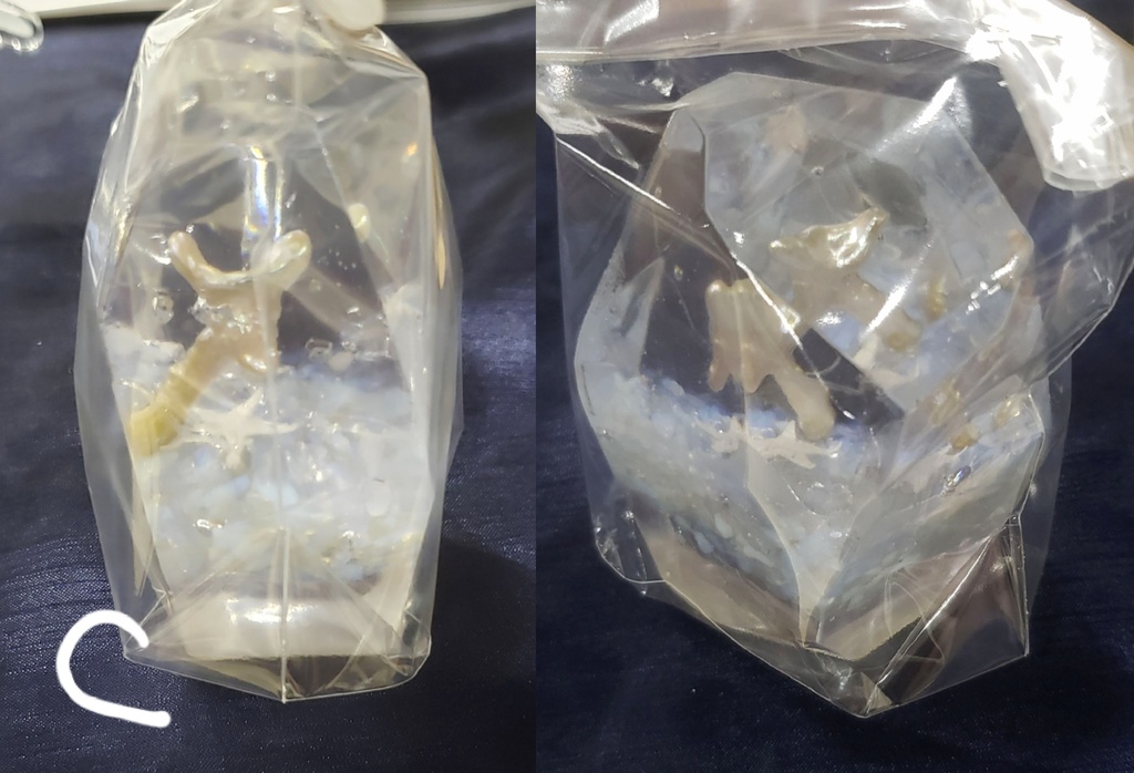 立体作品『人魚の庭園』シリーズ