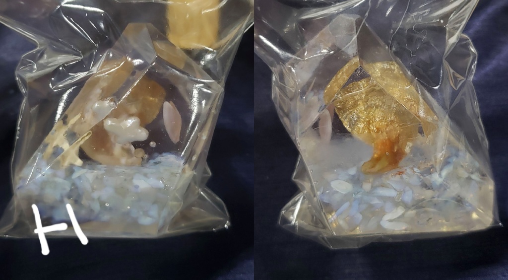 立体作品『人魚の庭園』シリーズ