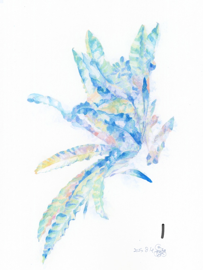 原画『ロマンス植物』シリーズ