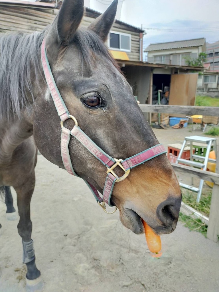 ぼーちゃんのにんじん代