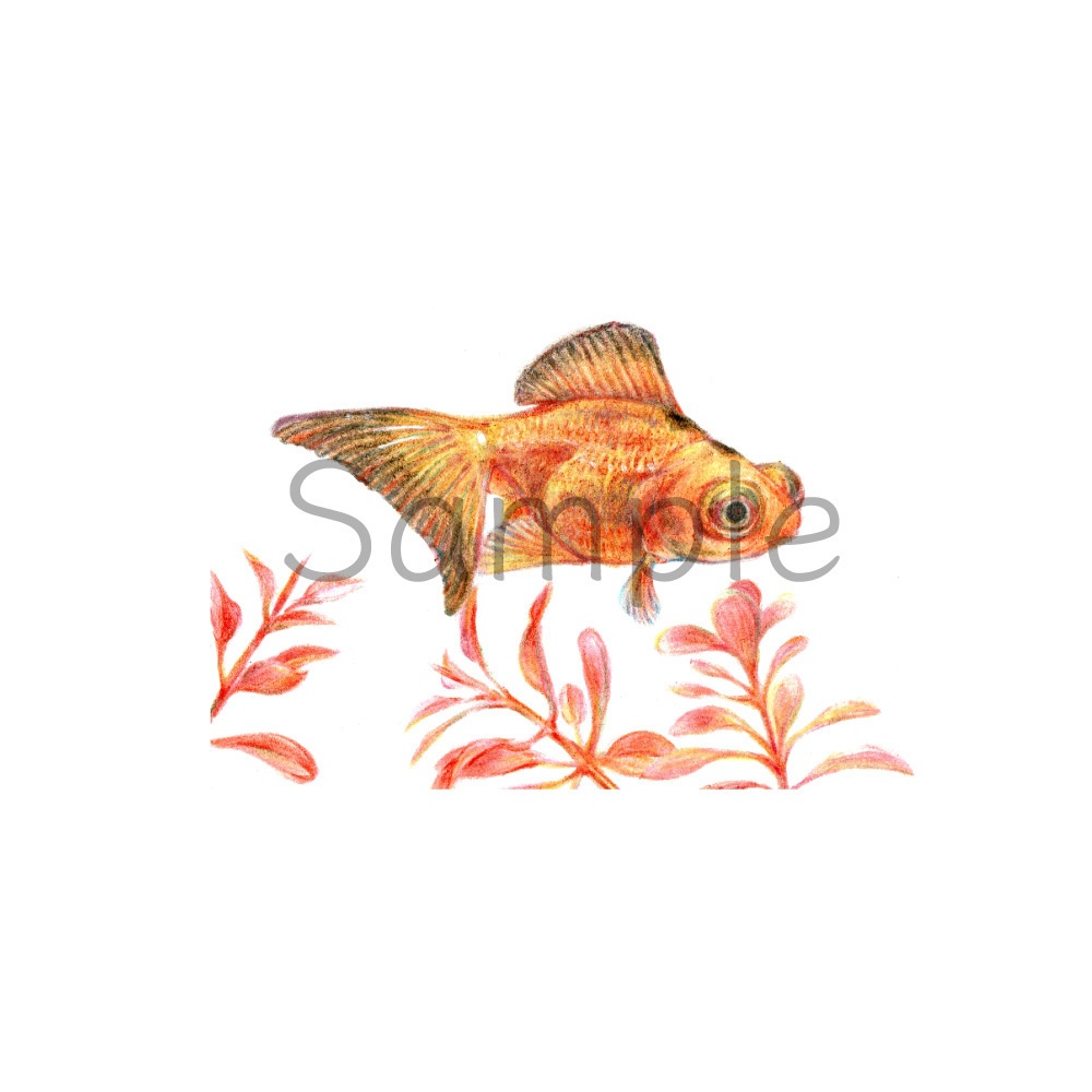 ATC原画「赤い水草と」