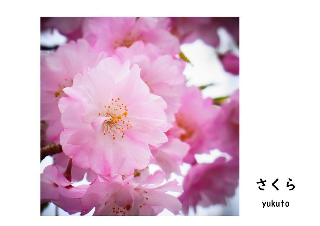 さくら（バーチャルクラフ特区 C12D 花写真ゆくと）